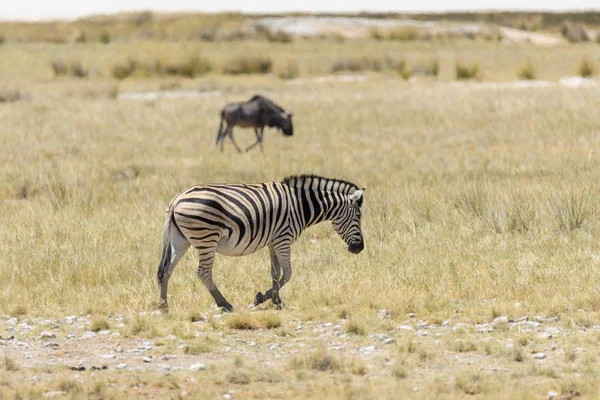 Zèbres Sauvages Marchant Dans Savane Africaine Avec Des Antilopes Gnu — Photo