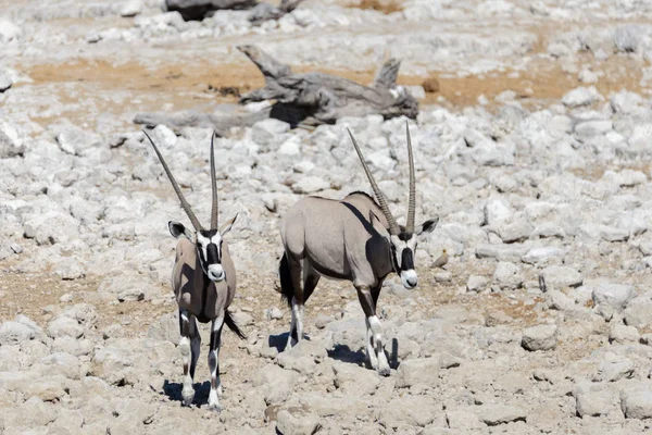 Wild Oryx Antelope African Savannah — Stock Photo, Image