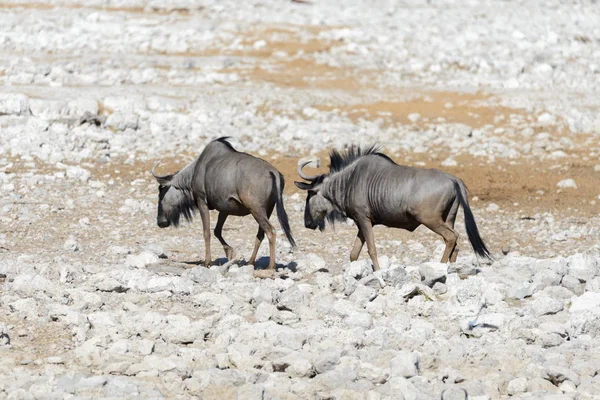 Wild Gnu Antelope African National Park — Stock Photo, Image