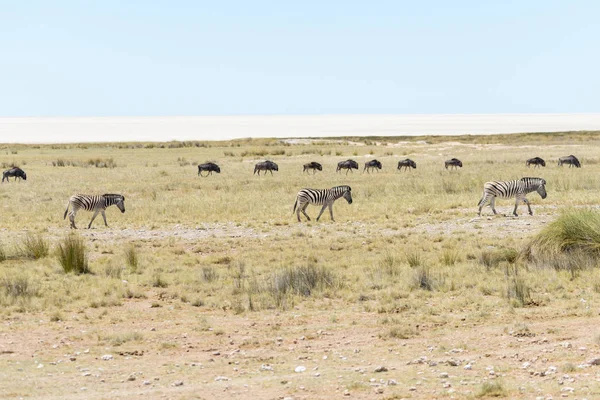 Zèbres Sauvages Marchant Dans Savane Africaine Avec Des Antilopes Gnu — Photo