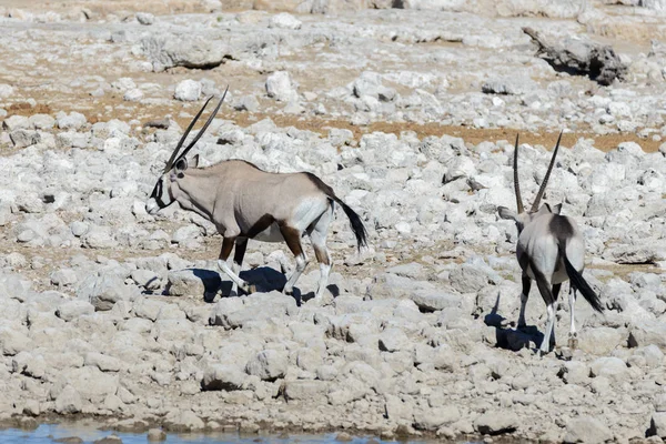 Antilope Oryx Sauvage Dans Savane Africaine — Photo