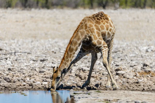 Żyrafa Wody Pitnej Waterhole Afrykańskiej Sawanny — Zdjęcie stockowe