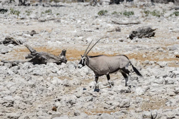 Wild Oryx Antelope African Savannah — Stock Photo, Image