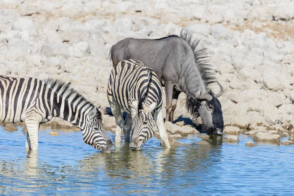 Dzikie Zwierzęta Afryki Gnu Kudu Orix Springbok Zebry Wody Pitnej — Zdjęcie stockowe