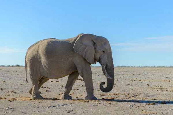 Elefante Salvaje Caminando Sabana Africana — Foto de Stock