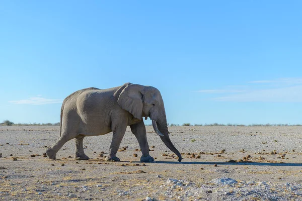 Elefante Salvaje Caminando Sabana Africana — Foto de Stock