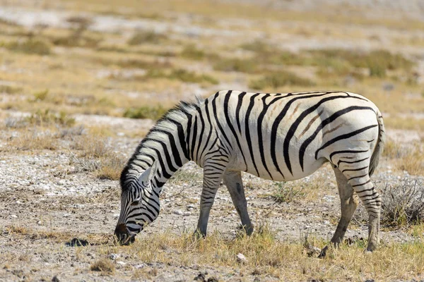Wild Zebra Wandelen Afrikaanse Savanne — Stockfoto