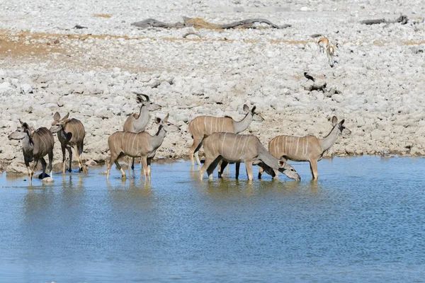 Άγρια Kudu Αντιλόπες Στην Αφρικανική Σαβάνα — Φωτογραφία Αρχείου