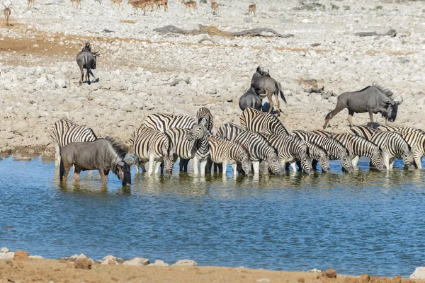 Zebras Selvagens Água Potável Buraco Água Savana Africana — Fotografia de Stock