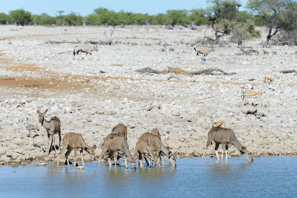 Antílopes Kudu Selvagens Savana Africana — Fotografia de Stock