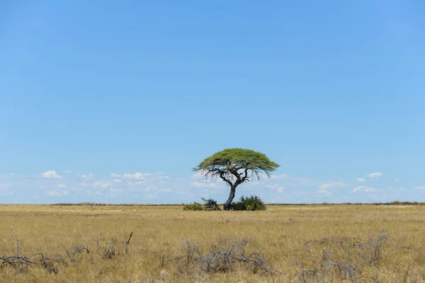 ツリーとアフリカのサバンナの風景 — ストック写真