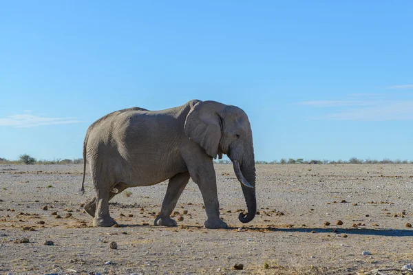 Elefante Salvaje Caminando Sabana Africana — Foto de Stock