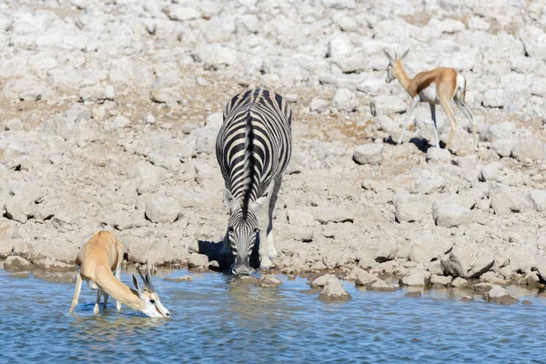 Dzikie Zwierzęta Afryki Gnu Kudu Orix Springbok Zebry Wody Pitnej — Zdjęcie stockowe