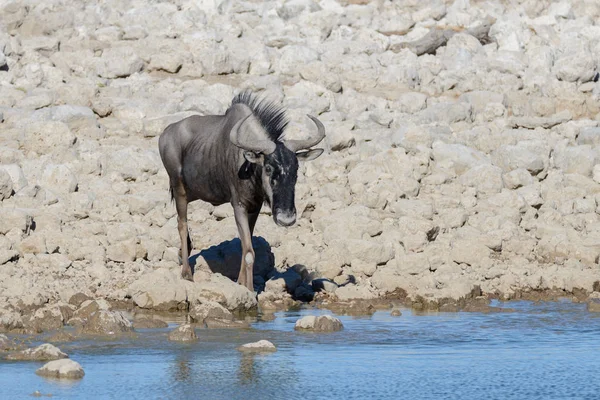 Antilope Gnu Sauvage Dans Parc National Africain — Photo