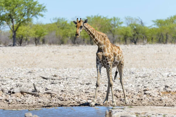 Giraffe Drinkwater Waterhole Afrikaanse Savanne — Stockfoto