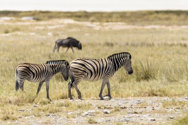 Gnu アンテロープでアフリカのサバンナで背景の上を歩いて野生のシマウマ — ストック写真