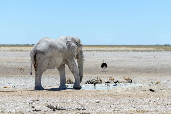 Wild African Elephant Waterhole Savanna — Stock Photo, Image