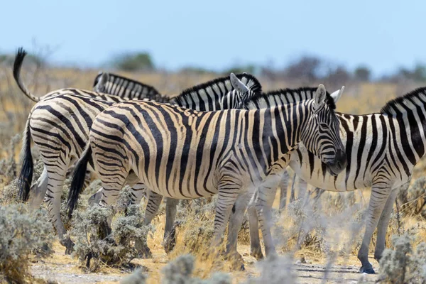 在非洲大草原上行走的野生斑马 — 图库照片