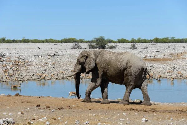 Elefante Africano Salvaje Abrevadero Sabana — Foto de Stock