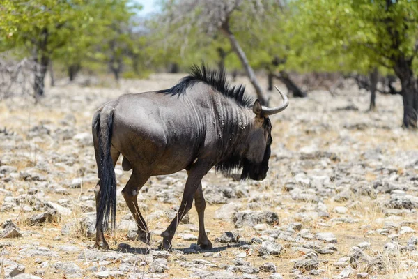 Antílope Gnu Selvagem Parque Nacional Africano — Fotografia de Stock