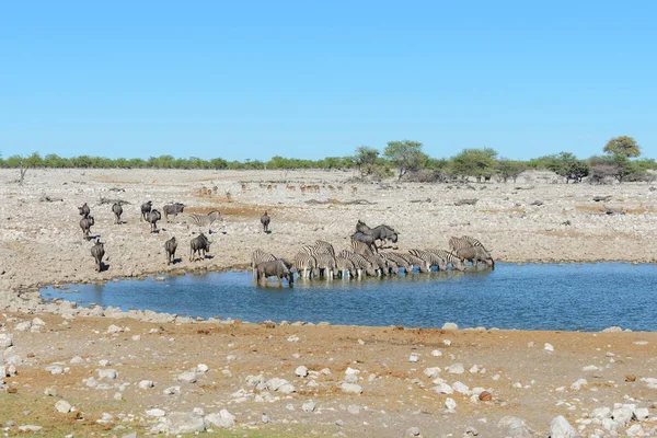 Su birikintisinin Afrika savana vahşi zebralar içme suyunda