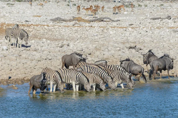 Zebras Selvagens Água Potável Buraco Água Savana Africana — Fotografia de Stock