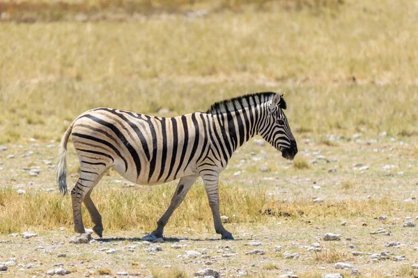 Zebra Selvatica Che Cammina Nella Savana Africana Vicino — Foto Stock