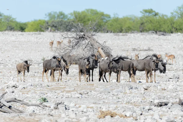 Vadon Élő Afrikai Állatok Gnu Kudu Orix Springbok Zebrát Ivóvíz — Stock Fotó