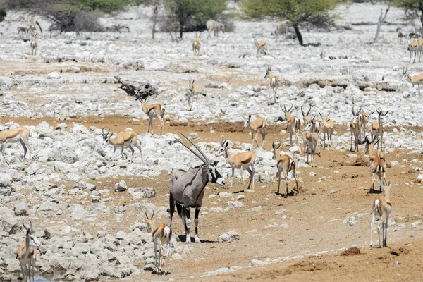 Antilope Orice Selvatico Nella Savana Africana — Foto Stock
