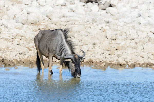 Wild Gnu Antelope Afrikaanse National Park — Stockfoto