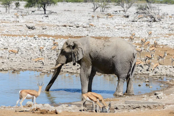 Divoký Slon Africký Napajedlo Savaně — Stock fotografie