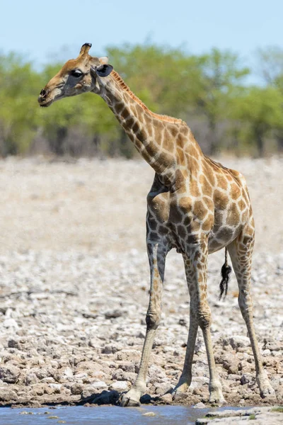 アフリカのサバンナで滝壺にキリン — ストック写真