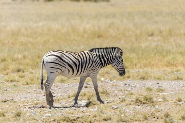 Zèbre Sauvage Marchant Dans Savane Africaine Gros Plan — Photo