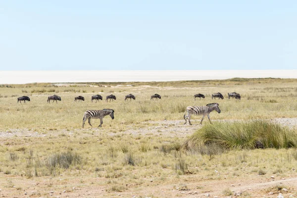 Zèbres Sauvages Marchant Dans Savane Africaine Avec Des Antilopes Gnu — Photo