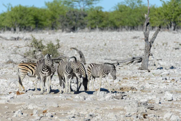 Wild Zebra Wandelen Afrikaanse Savanne — Stockfoto