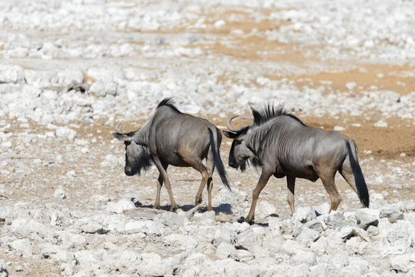 Antilopa Divoké Gnu Africké Národního Parku — Stock fotografie