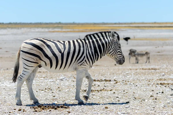 Divoká Zebra Africké Savaně Zblízka — Stock fotografie