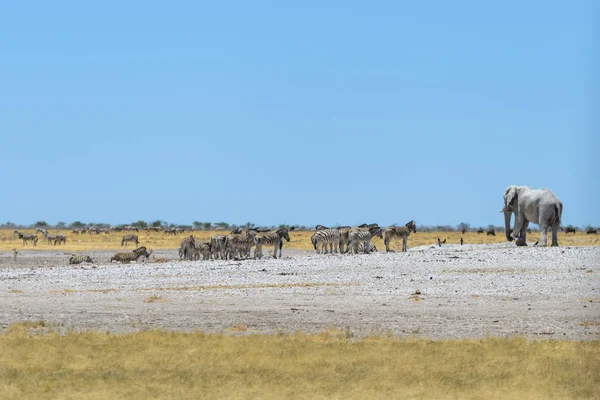 Elefante Africano Selvagem Buraco Água Savana — Fotografia de Stock