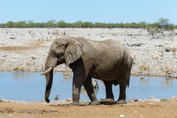 Dziki Słoń Afrykański Waterhole Sawanny — Zdjęcie stockowe