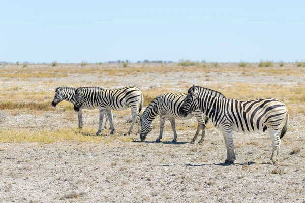 Zebra Selvagem Caminhando Savana Africana — Fotografia de Stock