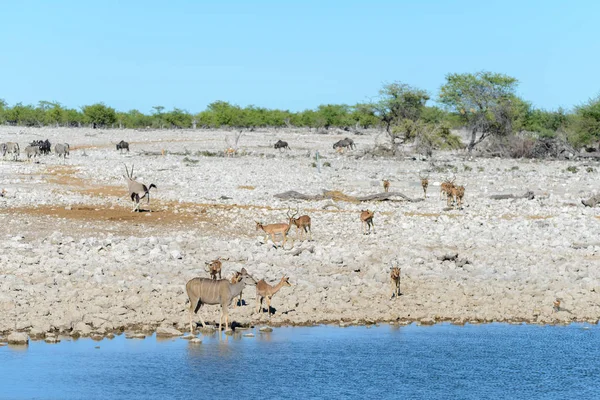 Wild african animals -gnu, kudu, orix, springbok, zebras drinking water in waterhole
