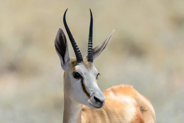 Springbok Selvagem Antílope Retrato Savana Africana Perto — Fotografia de Stock