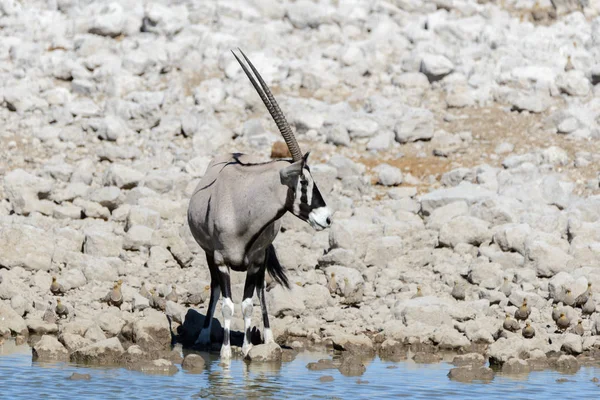 Afrika Savana Vahşi Afrika Antilobu Antilop — Stok fotoğraf