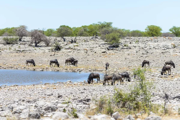 Antílope Gnu Selvagem Parque Nacional Africano — Fotografia de Stock