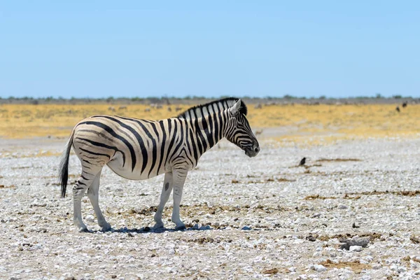 Wild Zebra Walking African Savanna Close — Stock Photo, Image