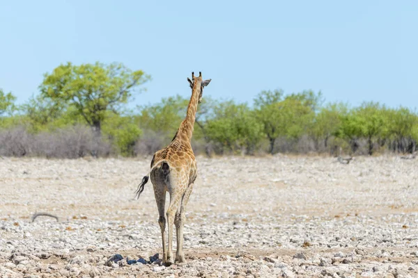 Giraffa Sulla Pozza Acqua Nella Savana Africana — Foto Stock