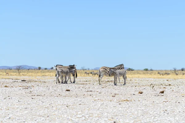 Zèbres Sauvages Marchant Dans Savane Africaine — Photo