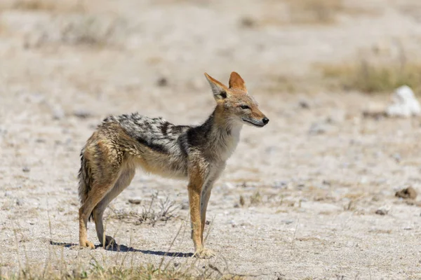 Afrika Savana Vahşi Çakal — Stok fotoğraf