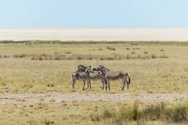 Zèbres Sauvages Marchant Dans Savane Africaine — Photo