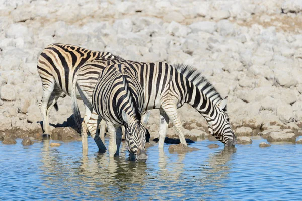 Zebras Selvagens Água Potável Buraco Água Savana Africana — Fotografia de Stock